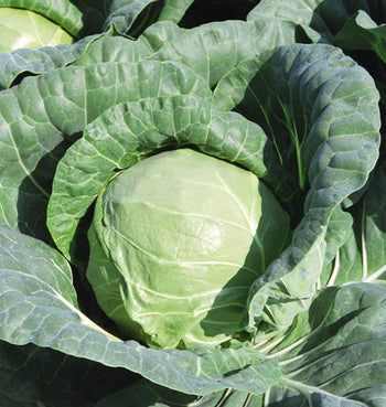CB272 Tiara (Coated) Cabbage